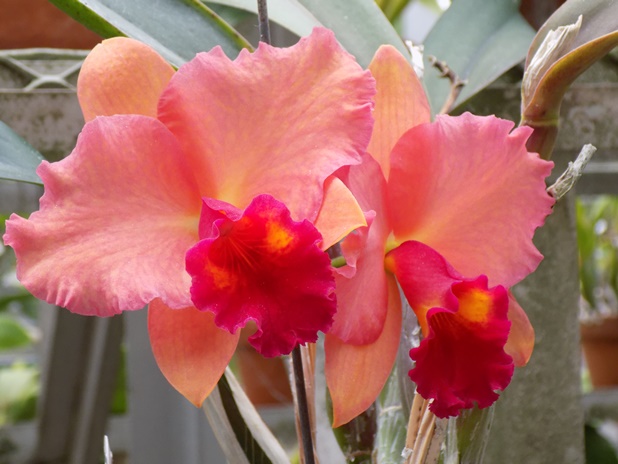 Cattleya Final Touch 'Newberry' 2